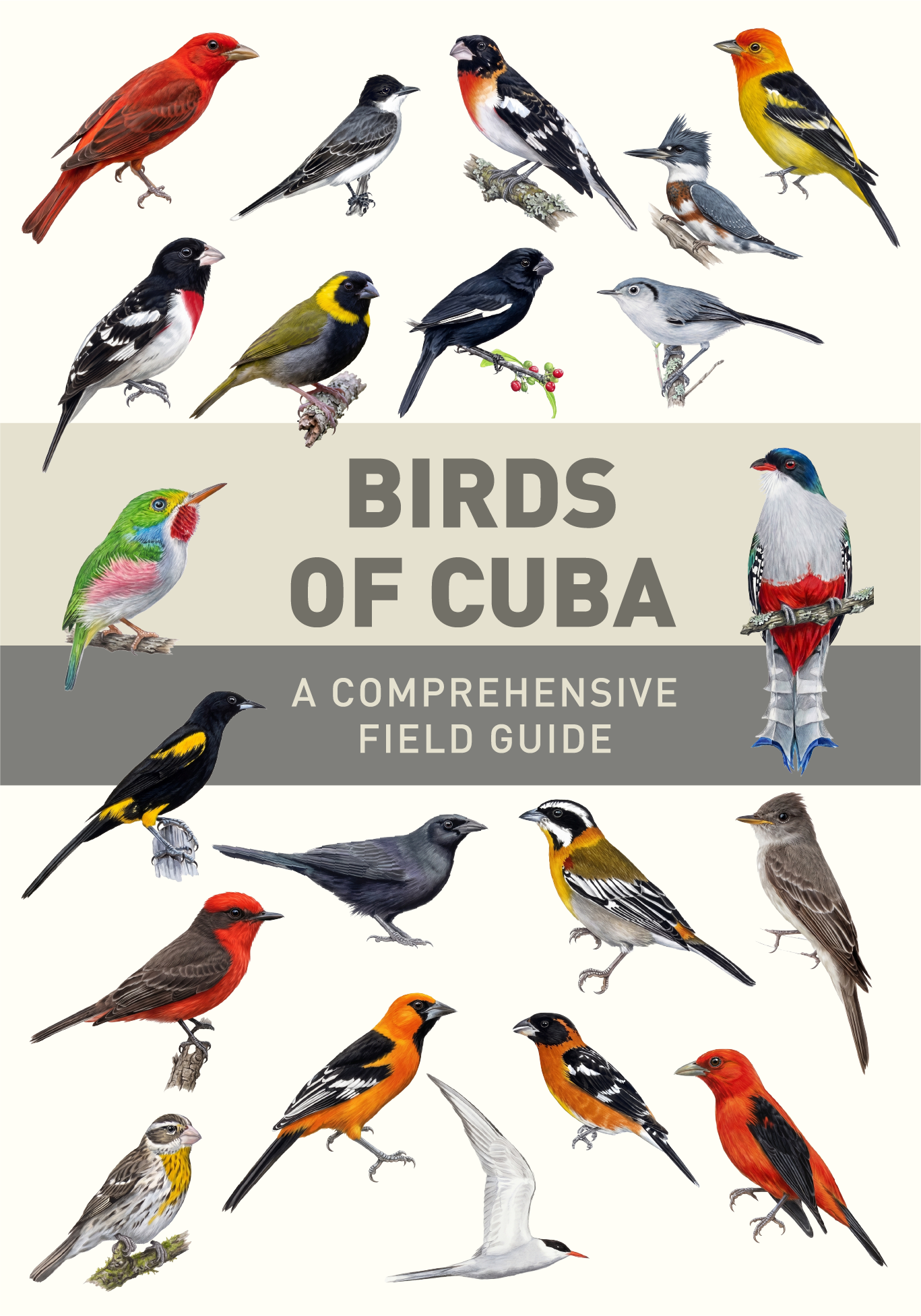 “Las Aves de Cuba, Guía de Campo” textos e ilustraciones por Nils Navarro