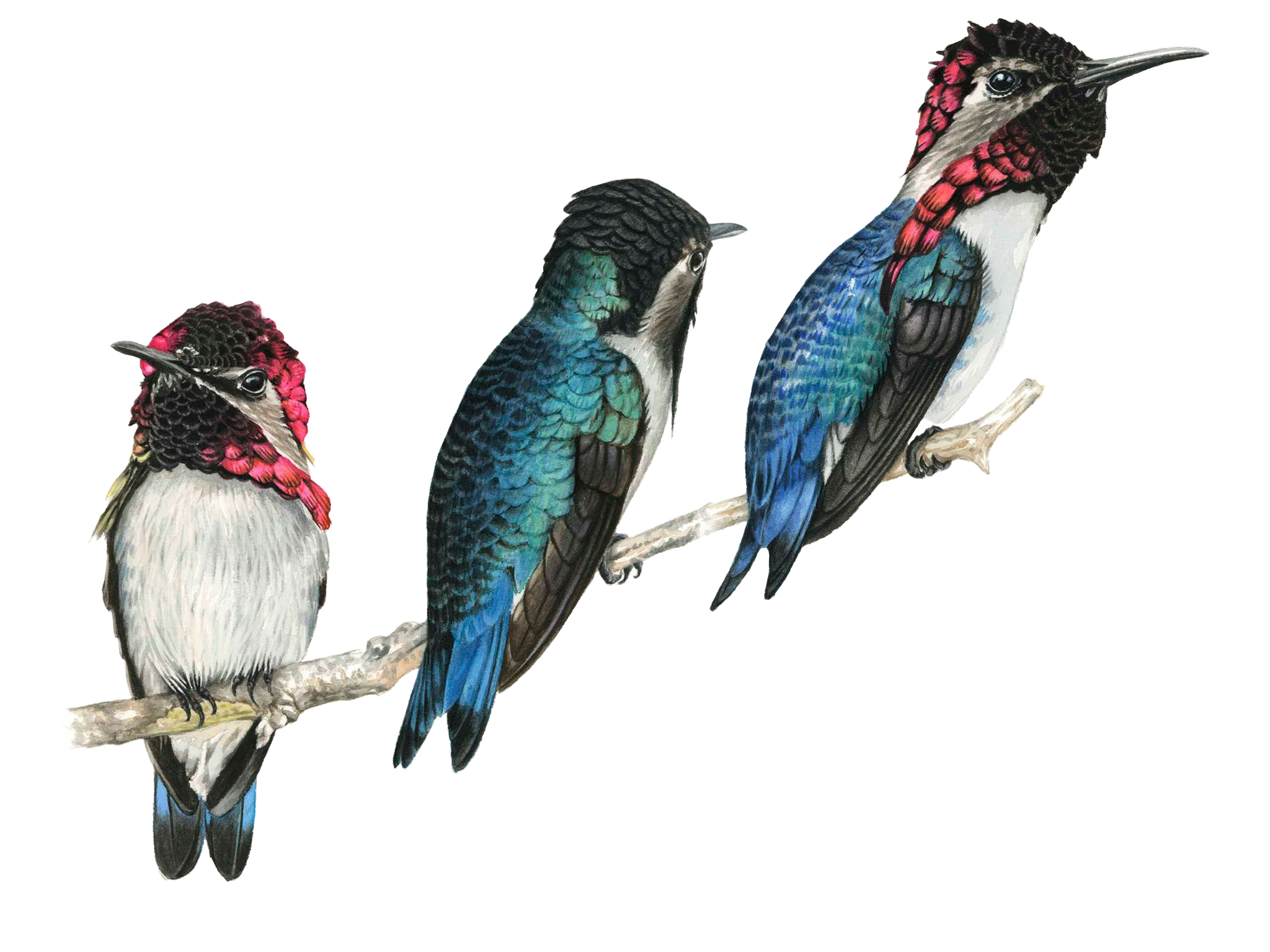 Bee Hummingbird