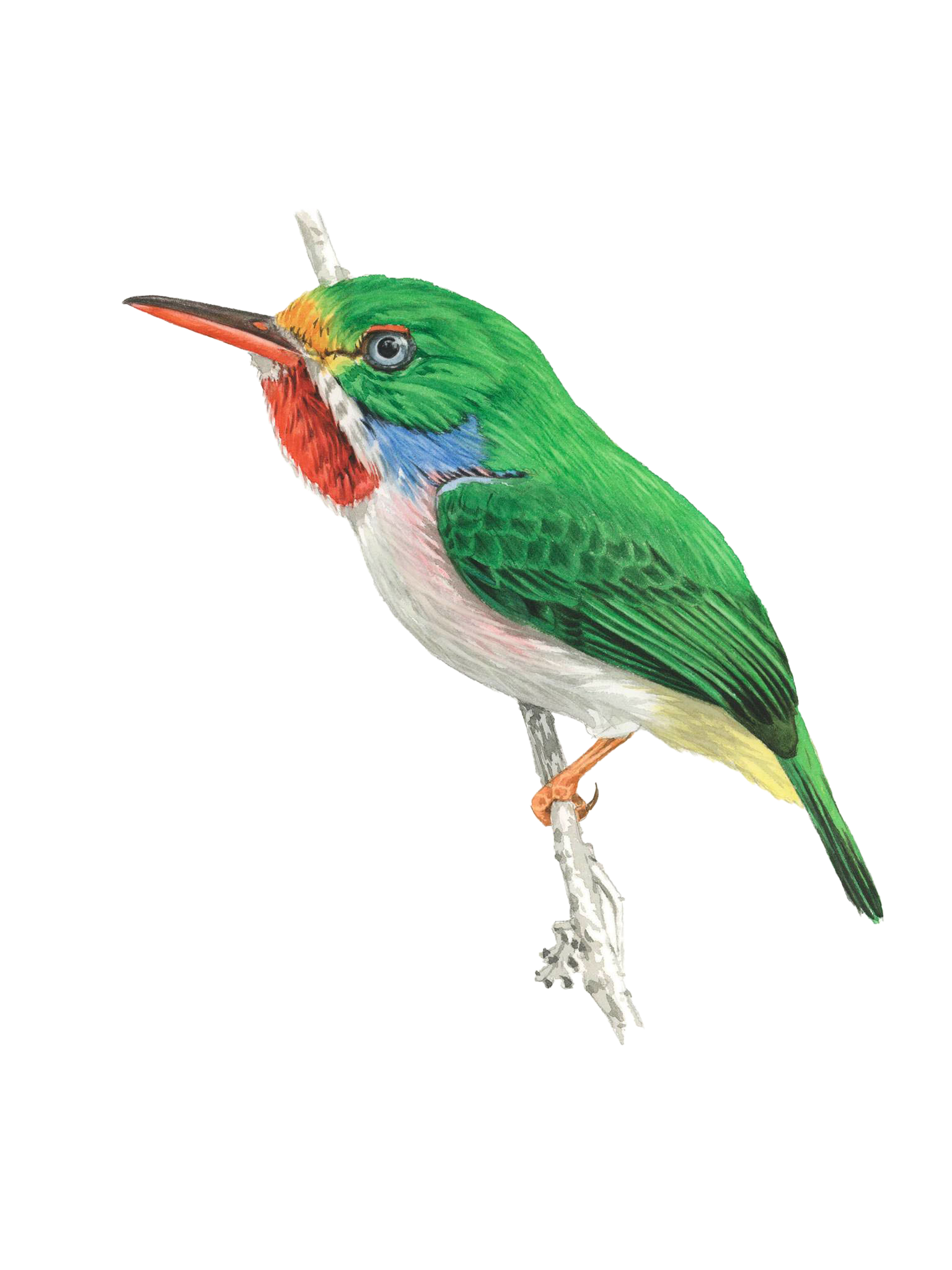 Cuban Tody