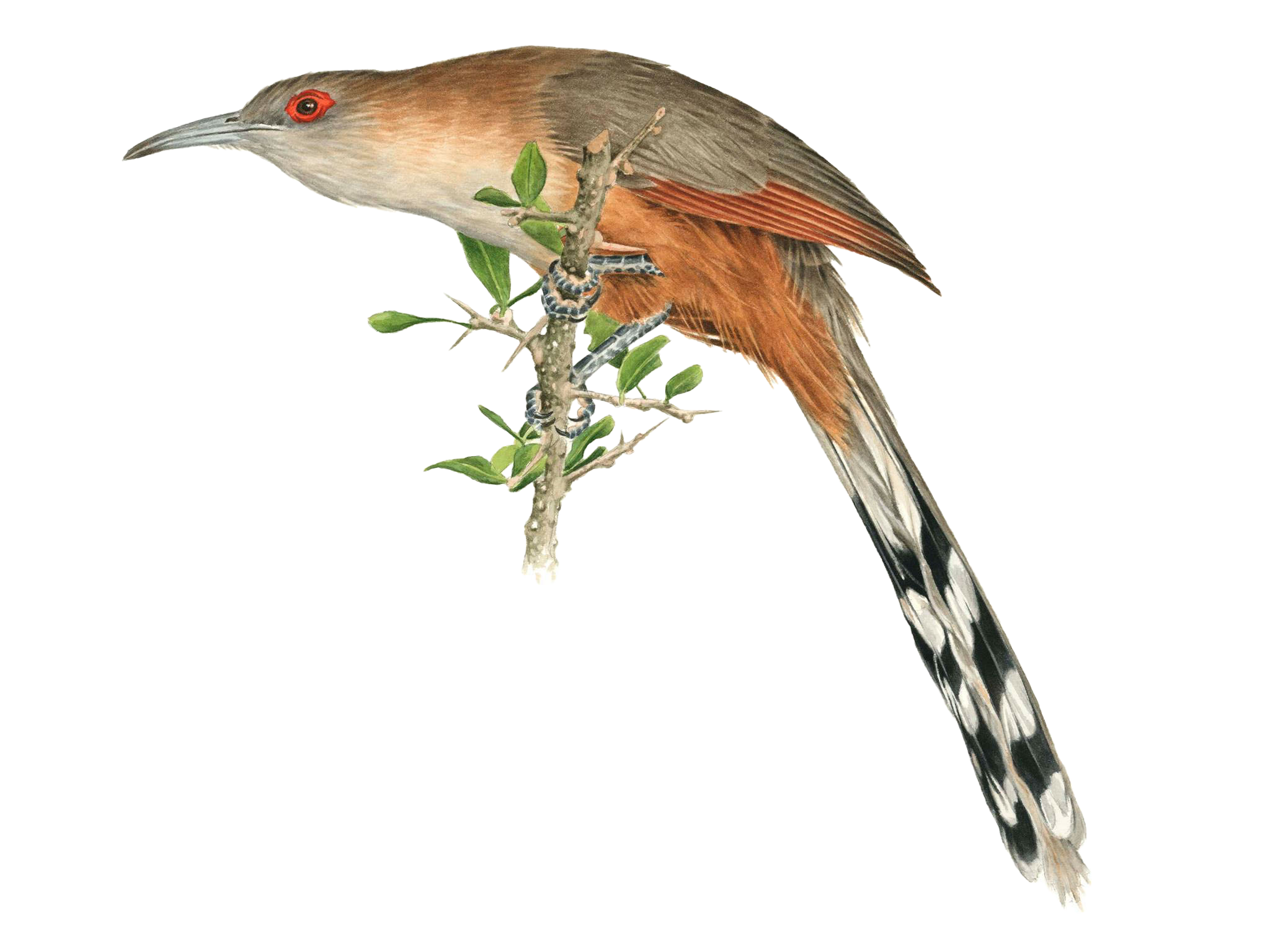 Great Lizard Cuckoo