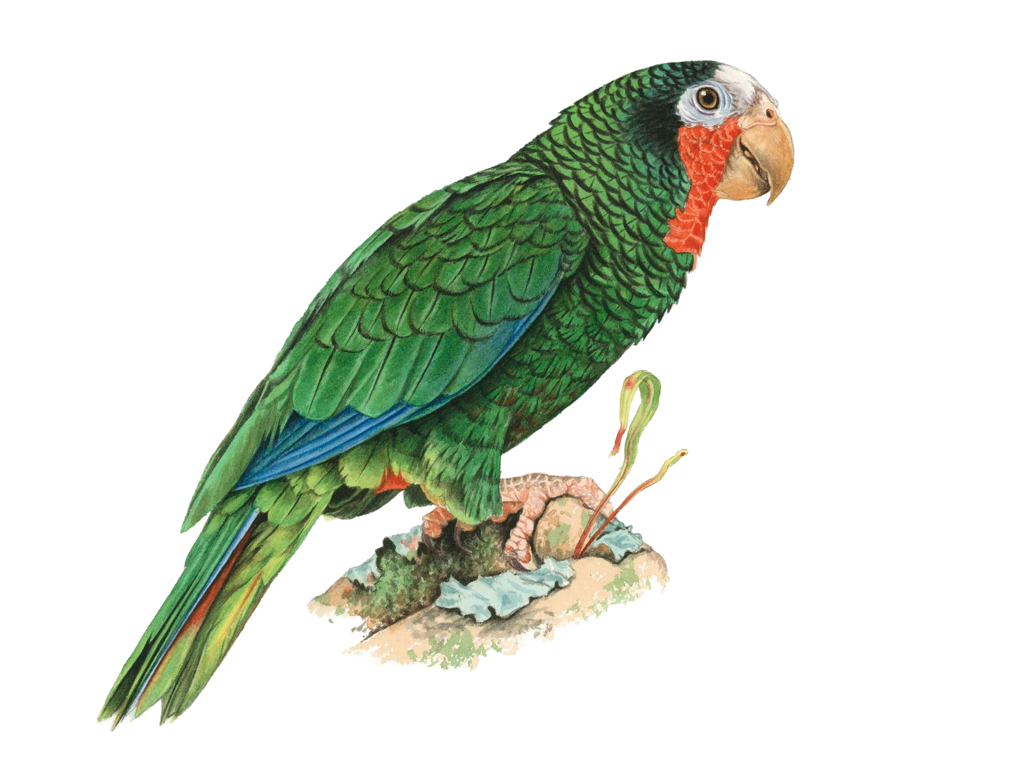 Parrot