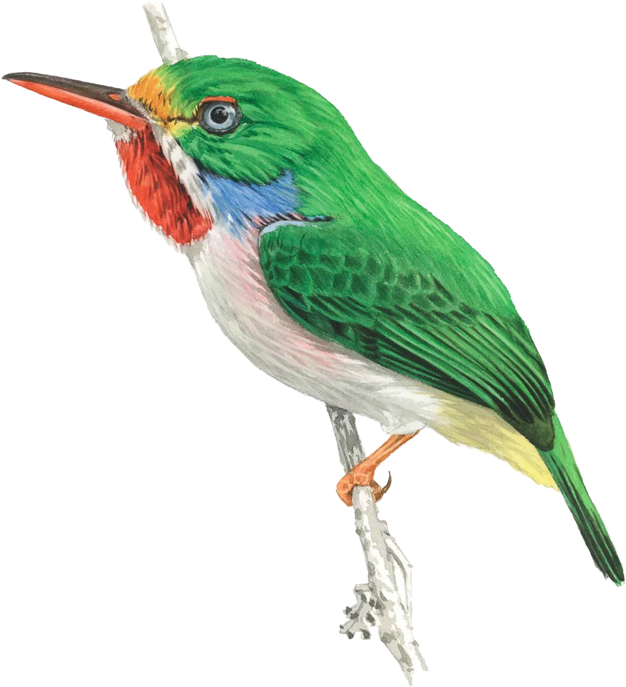 Cuban Tody