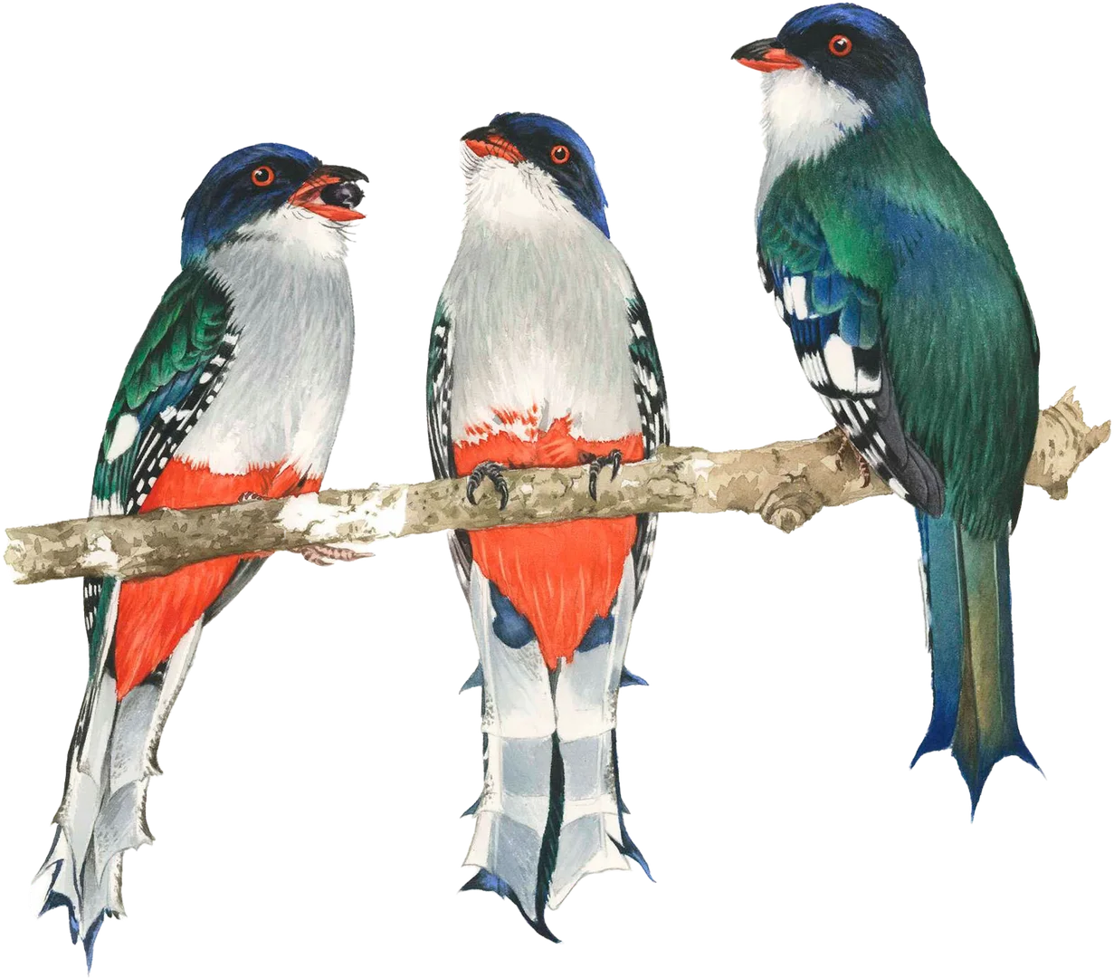 Cuban Trogon