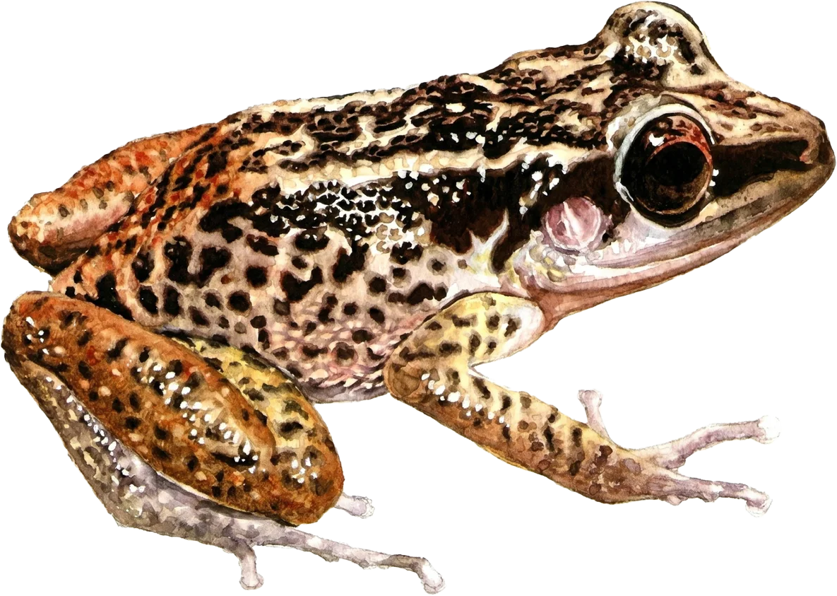 Gundlachs Hawk