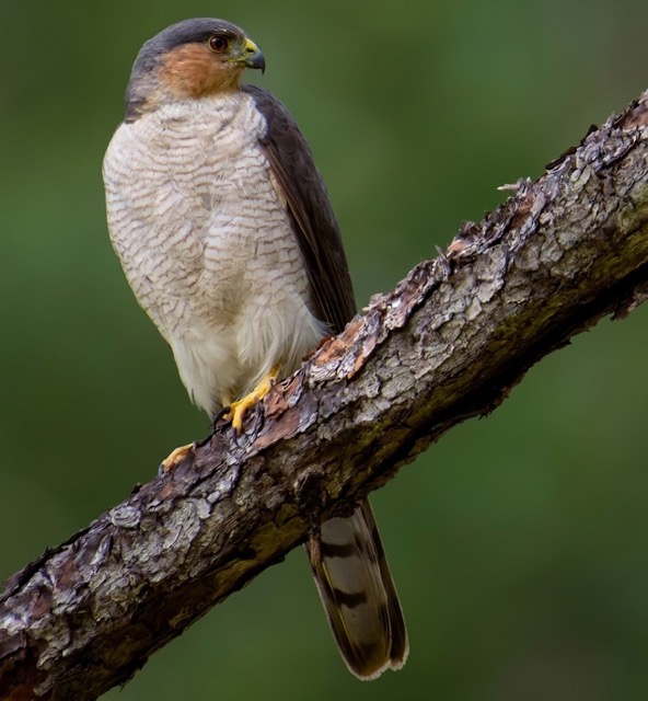 Historia Natural del Gavilancito Cubano (Accipiter striatus fringilloides)
