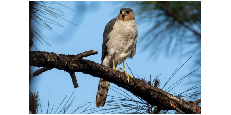 Primer registro de nidificación del Gavilancito Cubano (Accipiter striatus fringilloides) y nuevos datos sobre su biología reproductiva y distribución.