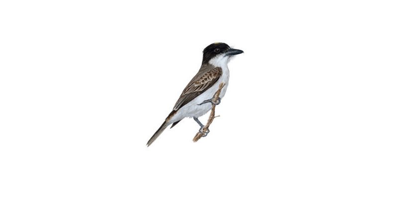 Distribution and abundance of the Giant Kingbird (Tyrannus cubensis) in eastern Cuba.