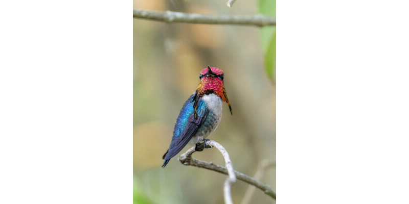 El Zunzuncito (Mellisuga helenae) (Aves: Trochilidae) en la altiplanicie de Nipe, Holguín, Cuba.