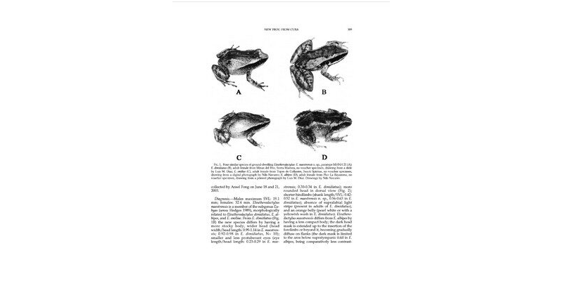 A new ground-dwelling frog of the genus Eleutherodactylus (Anura: Eleutherodactylidae) from eastern Cuba, and a reconsideration of the Eleutherodactylus dimidiatus group.