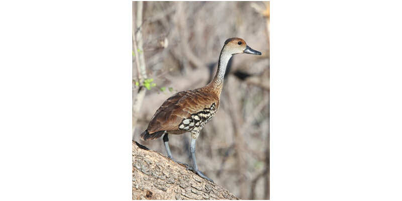 Registro de localidades para la Yaguaza Antillana (Dendrocygna arborea) en la región centro-oriental de Cuba.