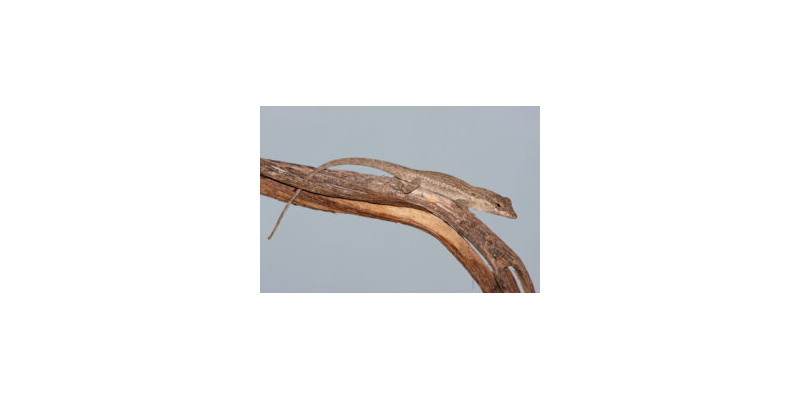 A new species of Anolis (Sauria: Lacertilia: Iguanidae) for the southeastern region of Cuba.