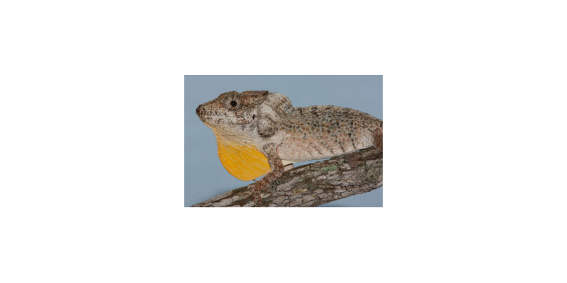 Nueva especie de Chamaeleolis (Sauria: Iguanidae) de la Meseta de Cabo Cruz.