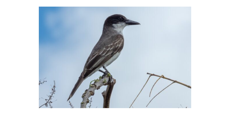 Distribution and abundance of the Giant Kingbird (Tyrannus cubensis) in eastern Cuba.