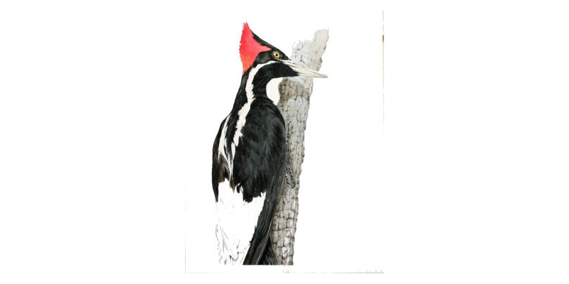 Status actual del Carpintero Real (Campephilus principalis bairdii) en Cuba.