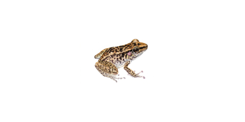 A new rock-dwelling frog of the genus Eleutherodactylus (Amphibia: Eleutherodactylidae) from eastern Cuba, with comments on other species with similar habits.