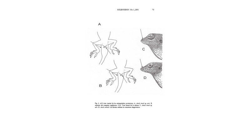 Taxonomic reconsideration of Anolis centralis litoralis and description of a new species of the argillaceus group (Sauria: Iguanidae) for Cuba.